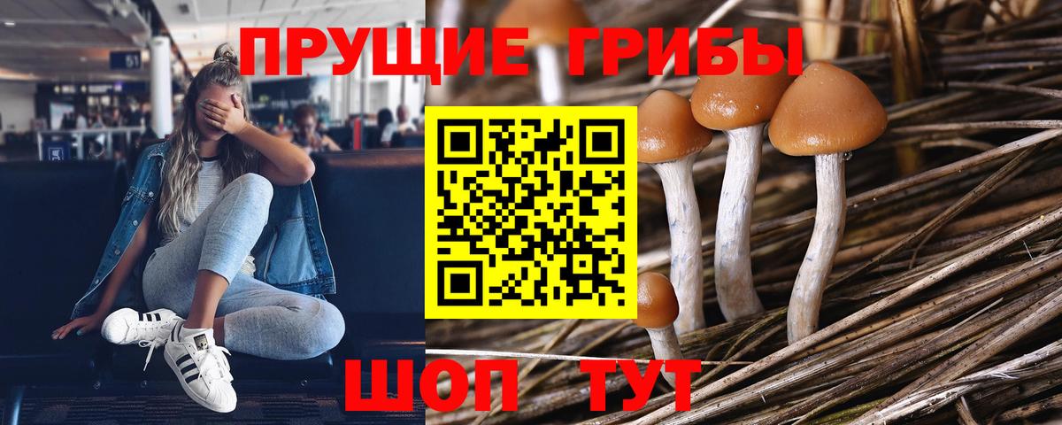 Псилоцибиновые грибы Cubensis Азов